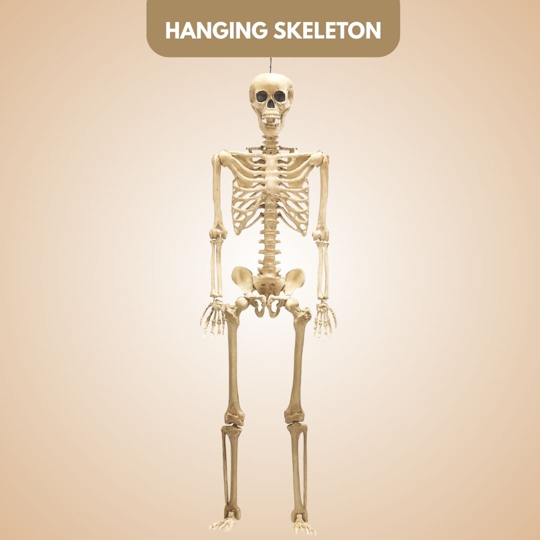 Large Size Hanging Skeleton - 6FT - 1PC