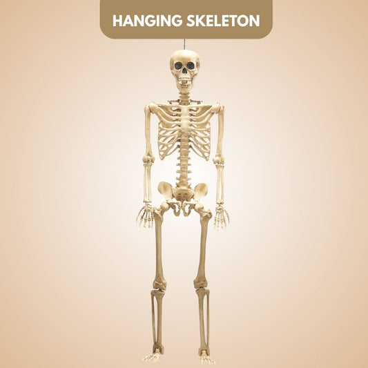 Large Size Hanging Skeleton - 6FT - 1PC