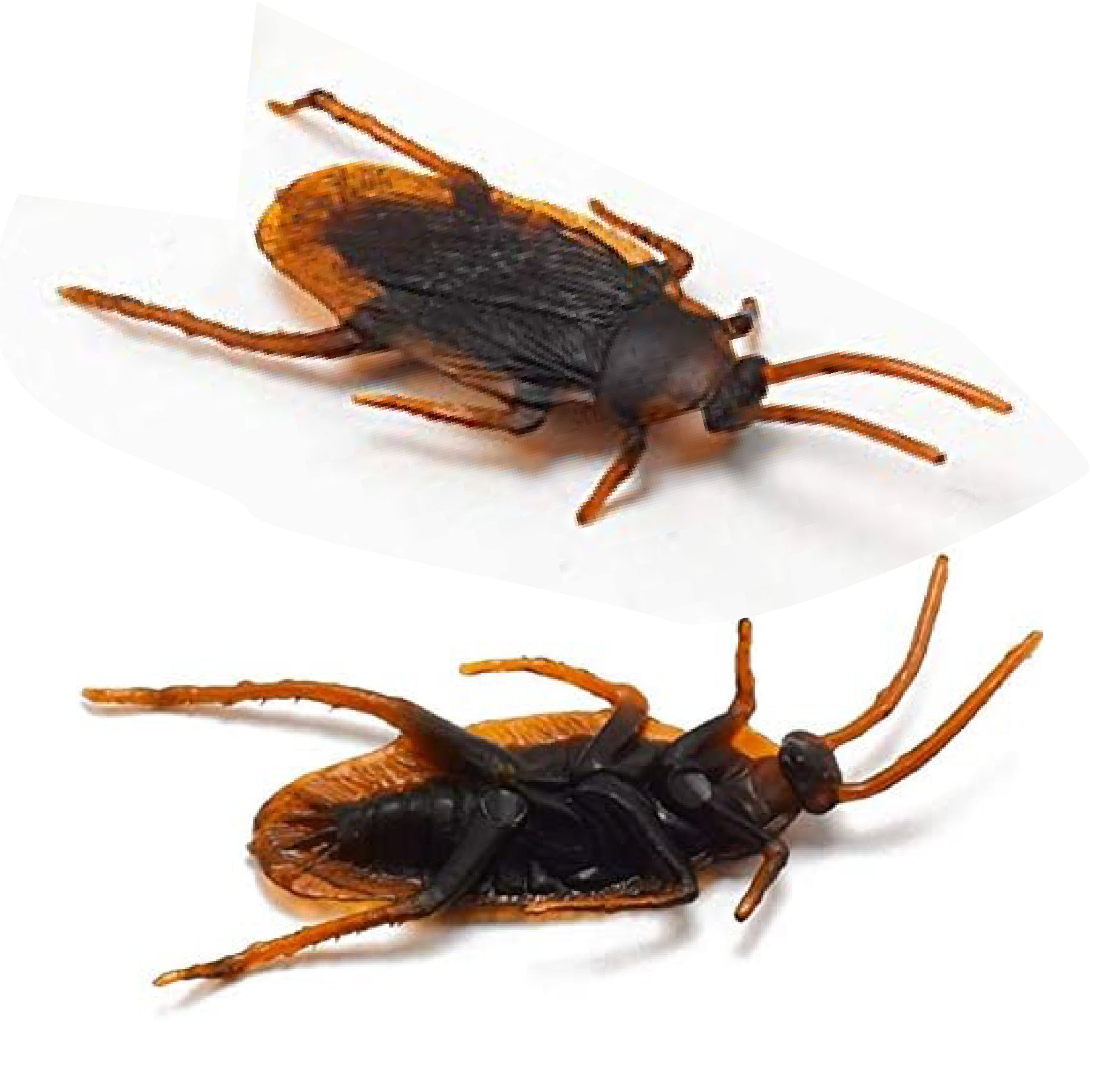 Fake Cockroaches 2.5" - 12PC