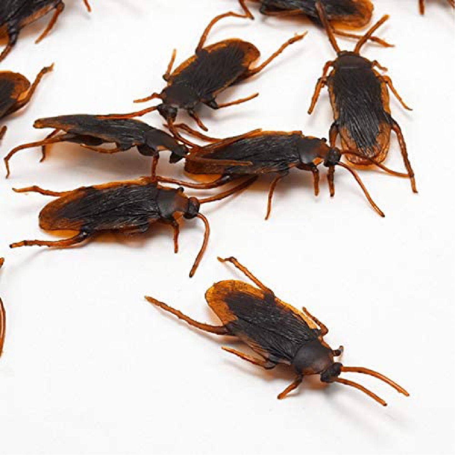 Fake Cockroaches 2.5" - 12PC