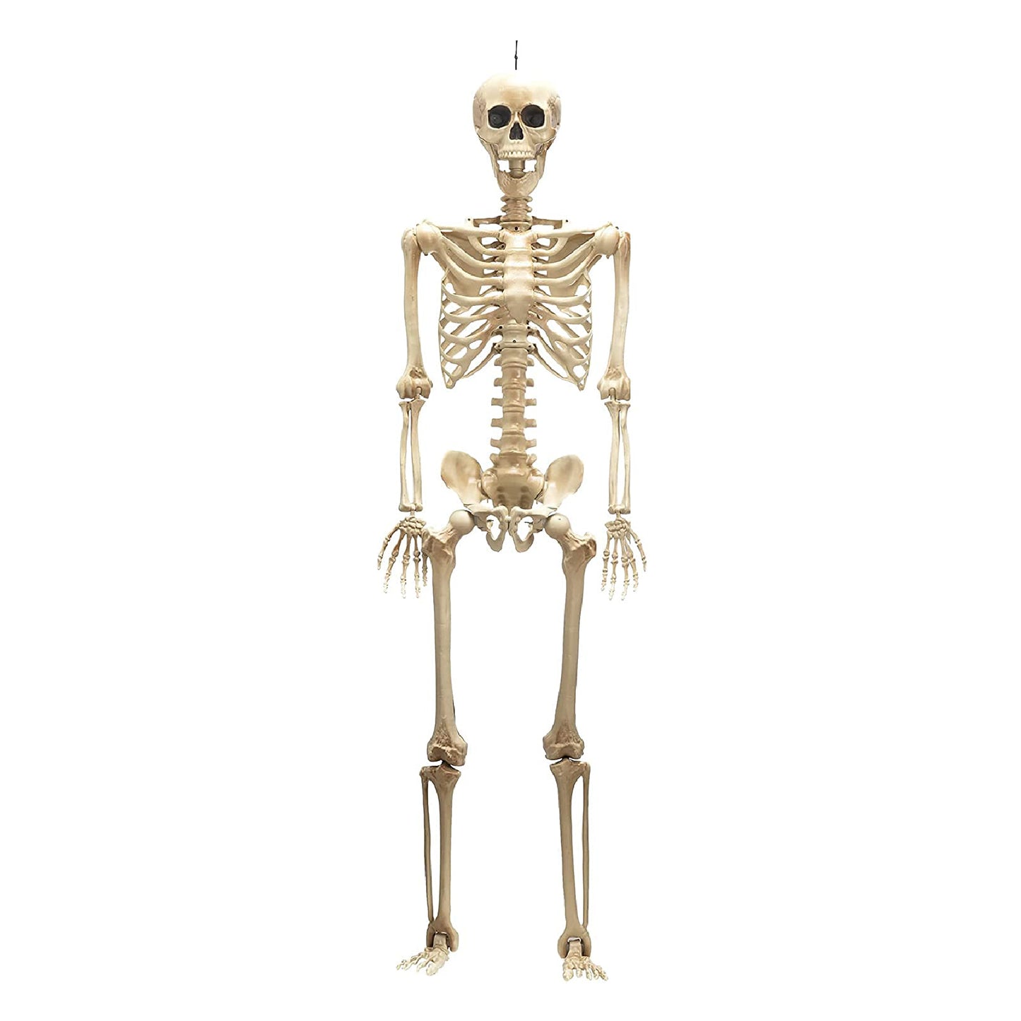 Large Size Hanging Skeleton