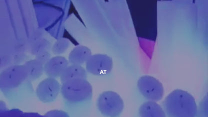 LED Foam Sticks for Cheering UV/Mehendi/Sangeet Party - 1PC